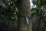 Conheça o marmelinho, árvore ameaçada de extinção encontrada em Porto Alegre pela primeira vez neste ano