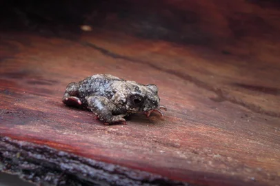 Pequeno anfíbio mede até três centímetros. Sua coloração varia do castanho ao preto, com uma barriga em tons vibrantes de vermelho, laranja ou amarelo. Ele está dentro de um grupo de espécies muito peculiar e típico do sul da América do Sul. É encontrado em vários pontos do RS. - Foto: Patrick Colombo/Divulgação<!-- NICAID(15827587) -->