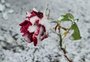 Entenda a diferença entre chuva congelada, neve, sincelo e geada