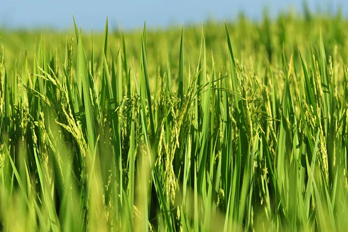 Nauro Júnior / Agencia RBS Nauro Júnior / Agencia RBS