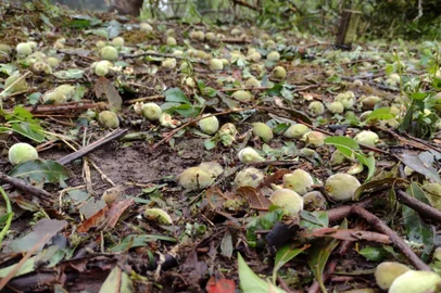 Prejuízos em Vila Oliva, em Caxias do Sul, depois do vendaval no início da semana<!-- NICAID(14894702) -->