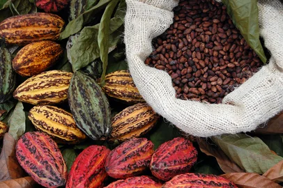 Cacau. Foto: Yai / stock.adobe.comFonte: 11160772<!-- NICAID(15980285) -->