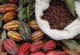 Chocolate mais caro? Mudanças climáticas afetam produções de cacau e podem encarecer o produto
