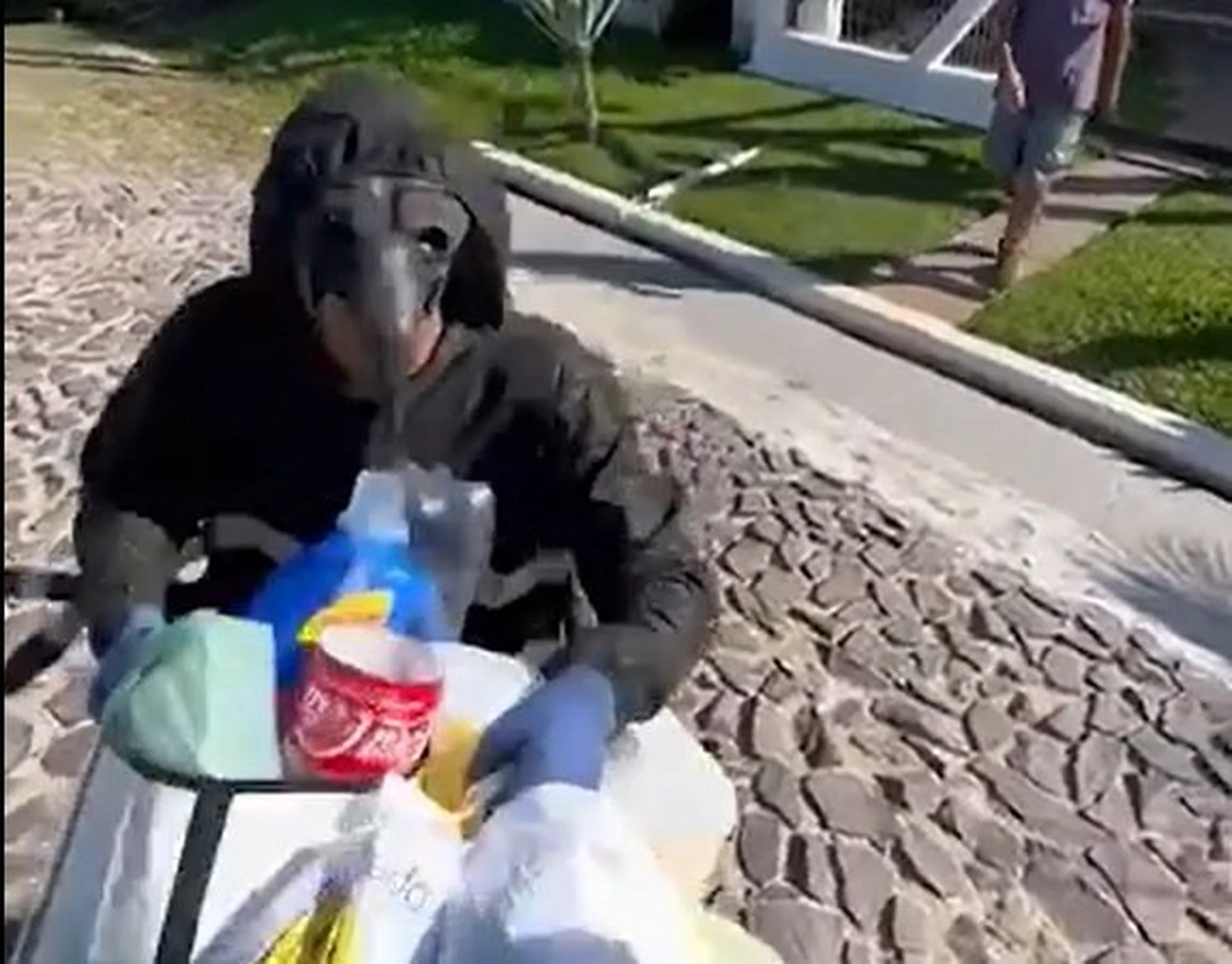 RBSTV/Reprodução