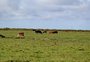 Alerta climático para pecuária? RS terá serviço inédito para produtores