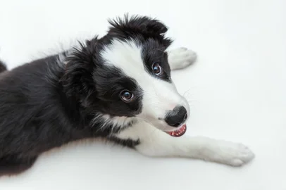 Funny studio portrait of cute smilling puppy dog border collie isolated on white background. Pet care and animals concept. BannerEngraçado retrato de estúdio de cachorrinho sorridente bonito cachorro fronteira collie cachorro isolado em fundo branco. Novo membro adorável da família pequeno cão cão olhando e esperando por recompensa. Cuidado do animal de estimação e conceito dos animais. BannerFonte: 285995902<!-- NICAID(14327107) -->