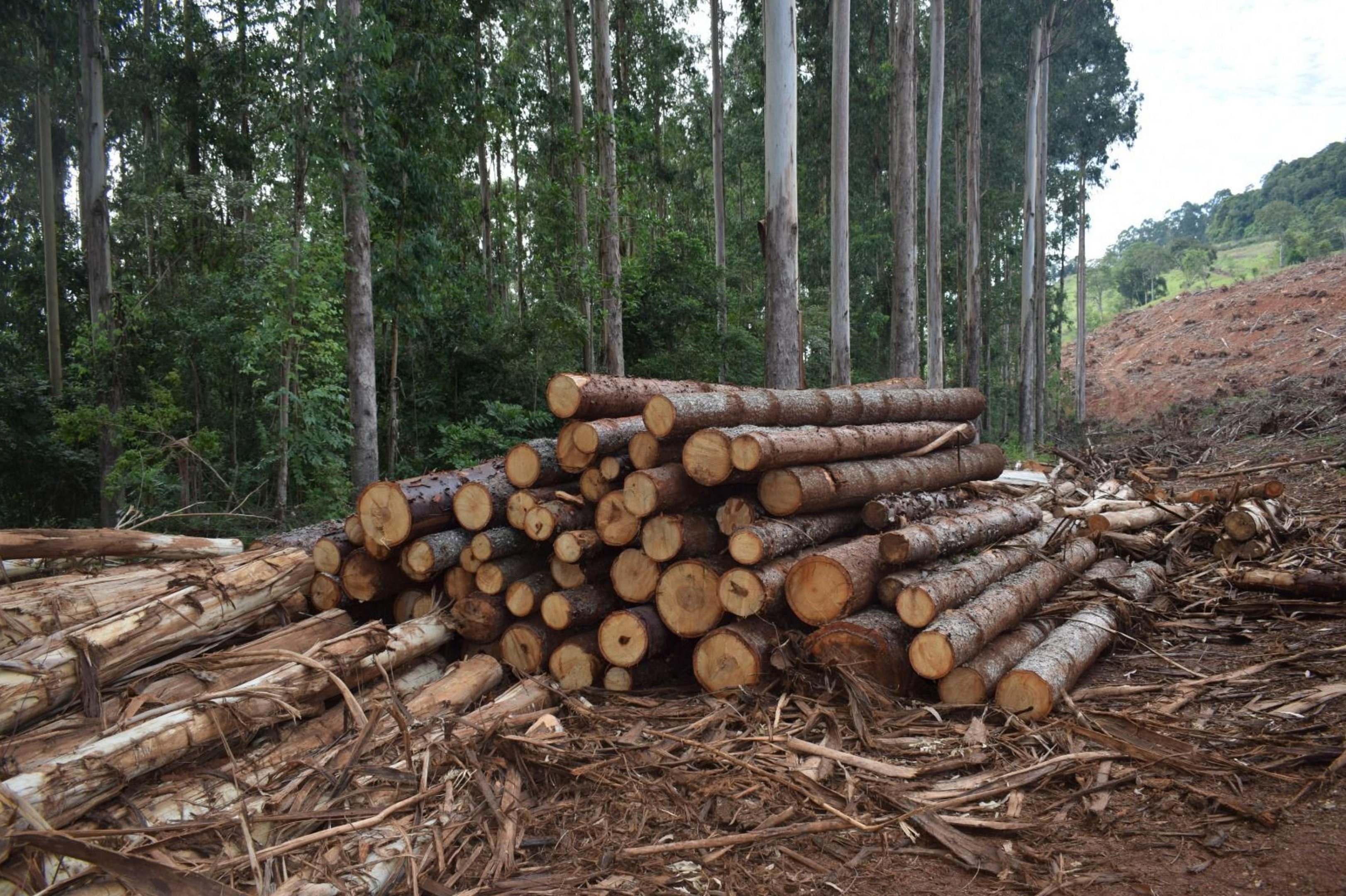 Dep&oacute;sito ilegal de arauc&aacute;ria &eacute; descoberto na zona rural de Severiano de Almeida
