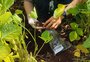 Você sabe o que é agricultura preventiva? Projeto no RS coloca o conceito em campo