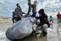 Corpo de baleia encontrada morta no Cassino passará por estudos no Museu Oceanográfico de Rio Grande. Foto: Centro de Recuperação de Animais Marinhos / Divulgação<!-- NICAID(15172087) -->