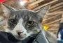 CTG de Gravataí arrecada fundos para cirurgia de gata adotada na enchente