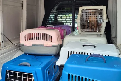 Uma ação, após denúncia, entre Organizações Não Governamentais (ONGs) de proteção animal resgatou, na tarde deste sábado (6), xx animais em situação de maus-tratos em Caxias do Sul<!-- NICAID(15168738) -->