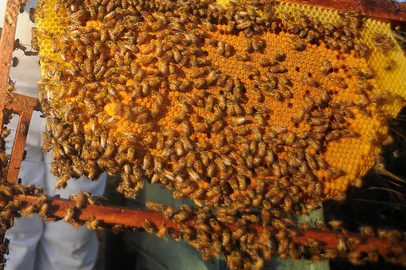 Felipe Nyland / Agencia RBS CAXIAS DO SUL, RS, BRASIL 19/01/2017Volmir Pasqualon, 62 anos, esperava colher 2 mil quilos de mel neste ano. Colheu metade da safra. (Felipe Nyland/Agência RBS)<!-- NICAID(12686097) -->