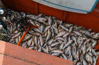 pesca ilegal de corvina na lagoa dos patos<!-- NICAID(16367238) -->