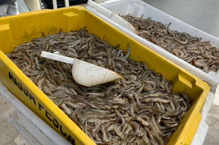 Joanna Manhago / Grupo RBS Joanna Manhago / Grupo RBS