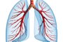 pulmão, órgão, corpo humano, pulmões<!-- NICAID(8318119) -->