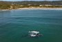 Espécie rara de baleia é flagrada pela segunda vez no mar de Santa Catarina; veja fotos