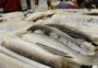 Oferta de peixes para venda na Semana Santa será menor no RS neste ano: saiba o motivo 