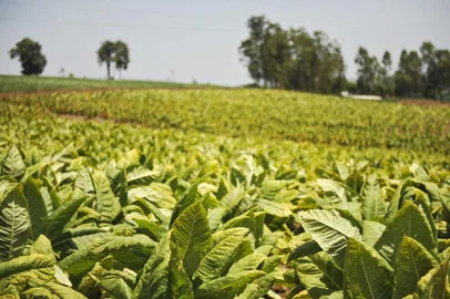 3ª abertura oficial da colheita de tabaco no RS<!-- NICAID(14358510) -->