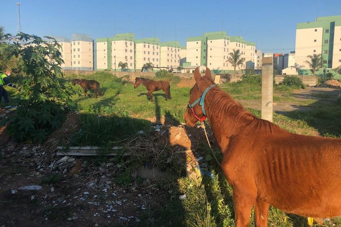 Dois deles já estavam dentro de um terreno abandonado na esquina com a Rua Clávio Varela