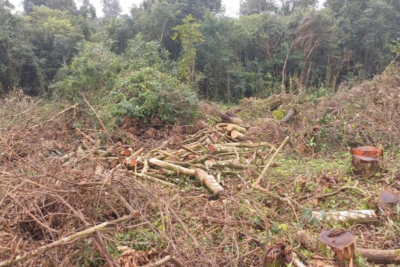 Polícia flagra mais de quatro hectares de desmatamento no Distrito Industrial de Marau<!-- NICAID(15776186) -->