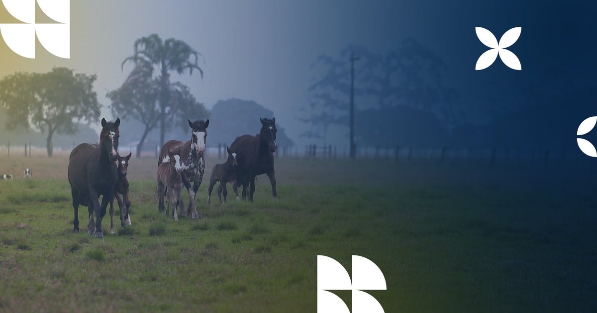 Bem+ Agro: nova plataforma coloca o campo em destaque | Bem mais Agro