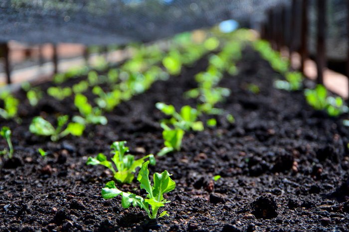 SLC/Divulgação / SLC/Divulgação