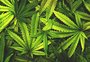 Universidade Federal de Santa Catarina começa plantio de maconha para pesquisa veterinária