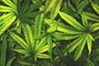 Cannabis Texture Marijuana Leaf Pile Background with Flat VintagFonte: 99027642<!-- NICAID(15191875) -->