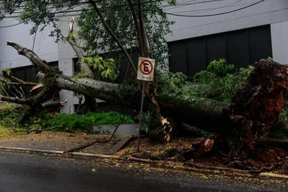 PORTO ALEGRE, RS, BRASIL, 07-11-2025: Chuva forte e ventania derrubam árvore de grande porte na rua Rua Pedro Chaves Barcelos,quase Plinio Brasil Milano. Com a queda foram destruídas uma parada de ônibus e fiação elétrica no local. (Foto: André Ávila/Agência RBS)Indexador: Andre Avila<!-- NICAID(16163224) -->