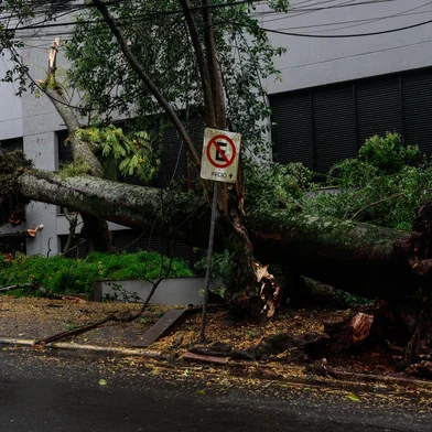 PORTO ALEGRE, RS, BRASIL, 07-11-2025: Chuva forte e ventania derrubam árvore de grande porte na rua Rua Pedro Chaves Barcelos,quase Plinio Brasil Milano. Com a queda foram destruídas uma parada de ônibus e fiação elétrica no local. (Foto: André Ávila/Agência RBS)Indexador: Andre Avila<!-- NICAID(16163224) -->