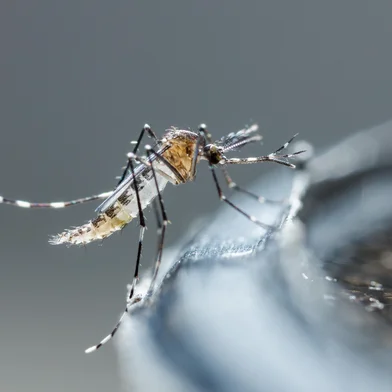 Close up newborn aedes albopictus mosquito, pest animal, contagionIndexador: Smith ChetanachanFonte: 110102140<!-- NICAID(15670896) -->