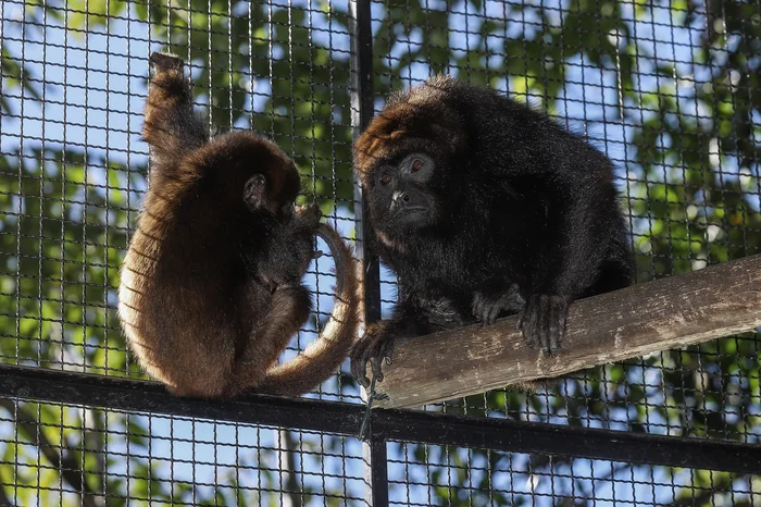 Ulisses Castro / Agencia RBS