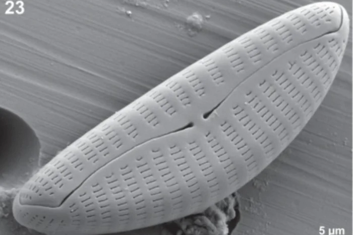 Divulgação / Revista Diatom Research Divulgação / Revista Diatom Research