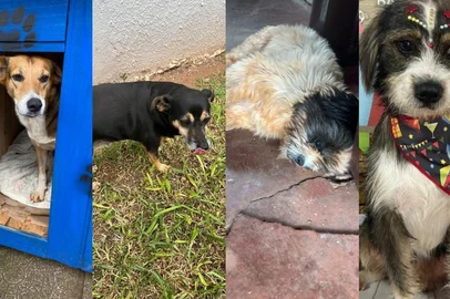 Cães são envenenados no centro de Sarandi e comunidade prepara caminhada em protesto contra maus-tratos<!-- NICAID(16003655) -->
