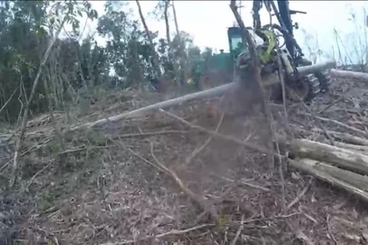 Árvore cai na cabeça de homem durante trabalho de corte no interior de Casca<!-- NICAID(16104732) -->