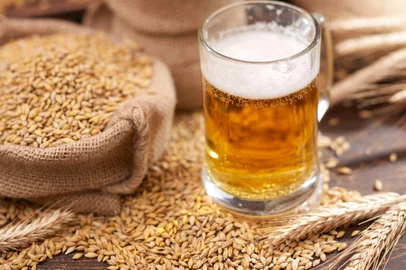 beer ingredients:barley near beer glassFonte: 499886678<!-- NICAID(15354930) -->