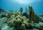 Superfície dos oceanos alcança temperatura média recorde