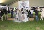Banho de leite: granja de Carlos Barbosa faz dobradinha e vence concurso de ordenha