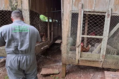 Seapi / Divulgação Secretaria da Agricultura finaliza vistoria no raio de 3 km de propriedade com gripe aviária<!-- NICAID(16383180) -->