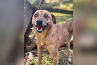 Tutores adotam cão sobrevivente de enchente no RS e no primeiro passeio são atropelados por motorista embriagada em SP
