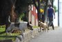 Responsabilidade por atropelamento de cachorro solto na rua não é do motorista, decide Justiça do RS