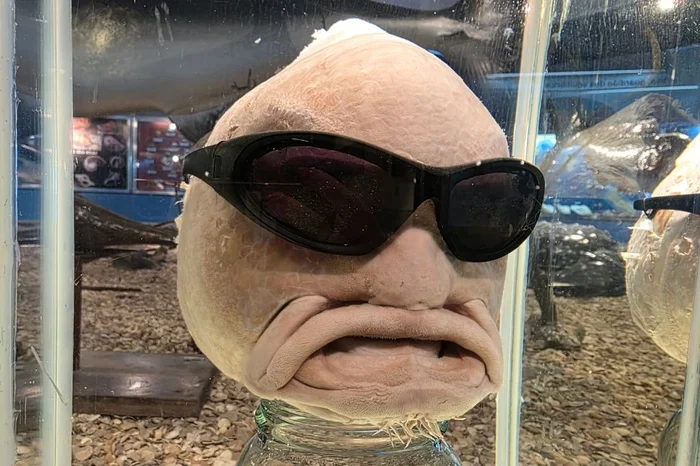 Laura Cosme / Grupo RBS