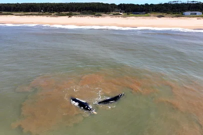 Marcelo Langon, fotógrafo gaúcho do meio ambiente marinho, realizou uma expedição fotográfica ao Uruguai e conseguiu registrar um grupo de cópula da baleia-franca. O fato é raríssimo e muito pouco divulgado.Estou enviando um release.<!-- NICAID(16153268) -->