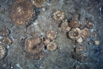 Dense sponge grounds discovered on the northerly Langseth Ridge in the Arctic deep seaThe dense sponge grounds discovered in the Arctic deep sea on the northerly Langseth Ridge seamount structure represent an astonishingly rich ecosystem, demonstrating the ability of sponges and associated microorganisms to exploit a variety of refractory food sources including fossil seep detritus. Foto: Alfred-Wegener-Institut / PS101 AWI OFOS System / DivulgaçãoFonte: Alfred-Wegener-Institut, Helmhol<!-- NICAID(15017098) -->