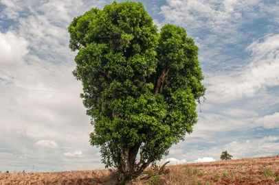 Onde estão as árvores gigantes de erva-mate do Rio Grande do Sul? <!-- NICAID(16033276) -->