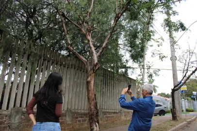 Inventário das árvores em Porto Alegre começa a ser feito.<!-- NICAID(15875597) -->