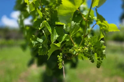 Setor vitivinícola projeta 800 milhões de quilos de uva para safra 2025/26 no Rio Grande do Sul<!-- NICAID(16160481) -->