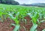 Os ingredientes que podem fazer o RS ter uma colheita menor de milho na próxima safra
