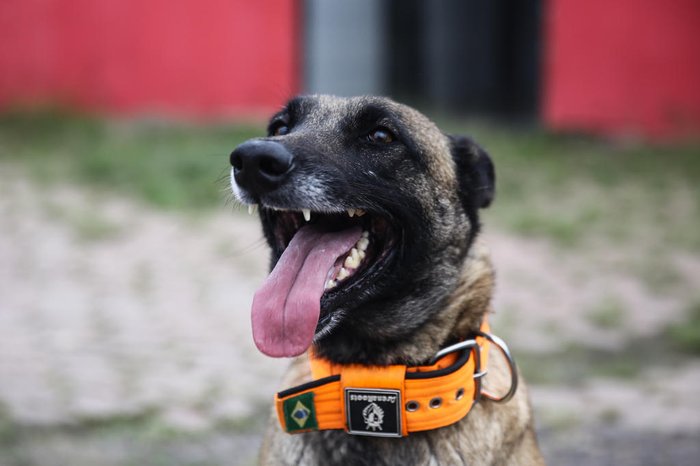 Um cachorro estava procurando emprego, depois de muito tempo de