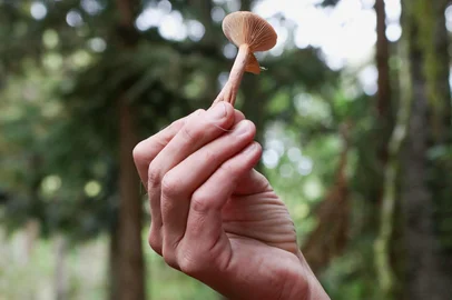 Inicia a colheita de cogumelos em São Francisco de Paula<!-- NICAID(16265529) -->